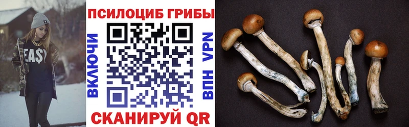 OMG   Курган  Псилоцибиновые грибы Psilocybine cubensis 
